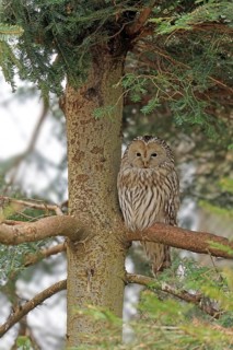 Ural owl (Strix uralensis), Neuschönau, Bavaria, Germany, Captive