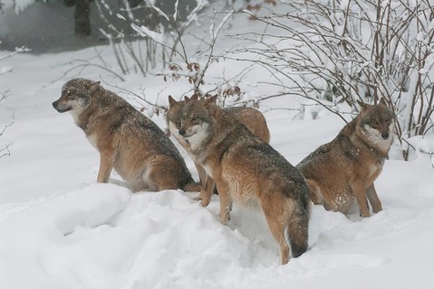 Wolves (Canis lupus) standing and sitting in the snow, Bavaria, Germany