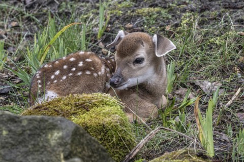 Vietnamese sika deer (Cervus nippon pseudaxis), newborn calf, Nordhorn Zoo, Lower Saxony, Germany