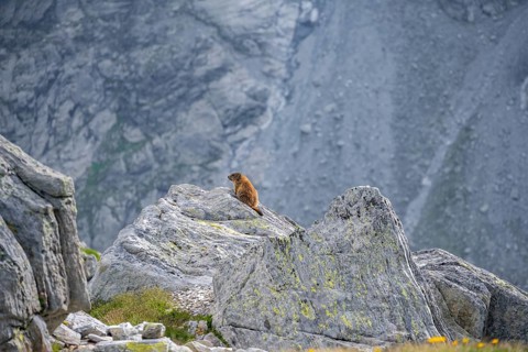 Marmot sitting on rocks, Lasörlinggruppe, Hohe Tauern, Austria
