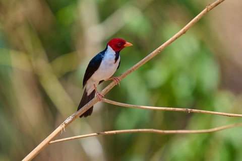 Small bird with red head and black and white plumage on a branch, black-throated cardinal (Paroaria