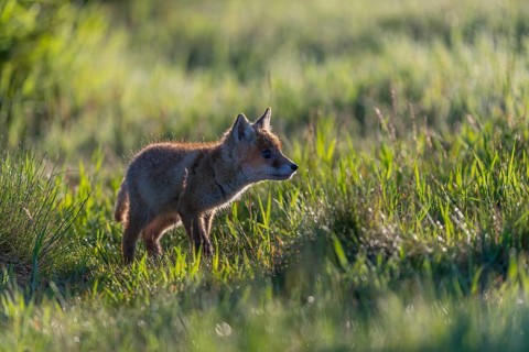 One young red fox, Vulpes vulpes, walking over a meadow with tall fresh grass in early morning