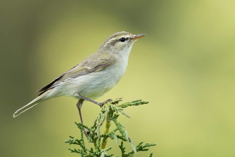 (Western) Greenish Warbler - Grünlaubsänger - Phylloscopus trochiloides ssp. viridianus, Kyrgyzstan
