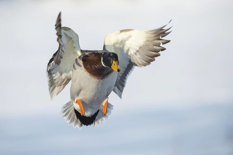 Mallard (Anas platyrhynchos) male landing, Lower Saxony, Germany