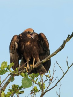 Western Marsh Harrier (Circus aeruginosus) juvenile calling, Schleswig-Holstein, Germany