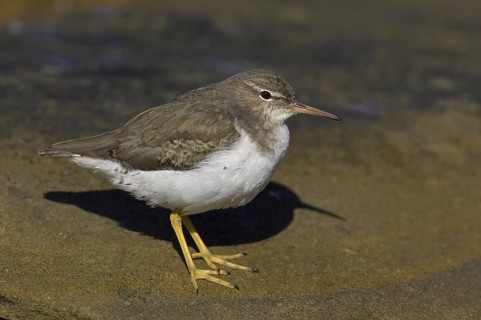 Spotted Sandpiper (Actitis macularius), California, USA