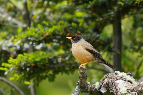 Austral Thrush (Turdus falcklandii), Tierra del Fuego, Argentina