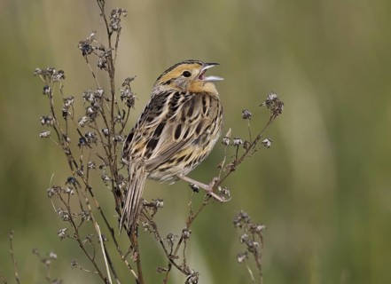 Le Conte's Sparrow (Ammodramus leconteii) singing, North Dakota, USA