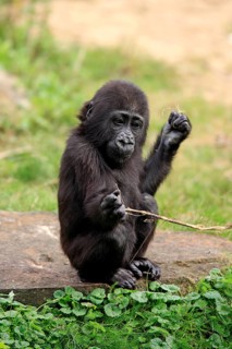 Western gorilla (Gorilla gorilla), young animal, playing, resting, sitting