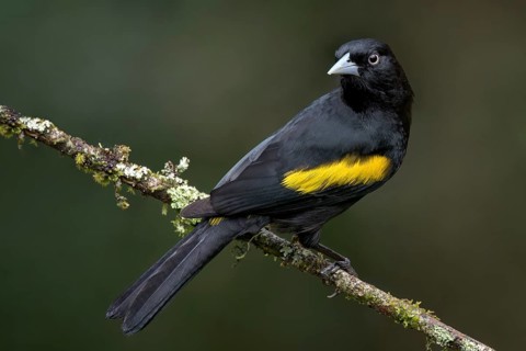 Yellow-winged Cacique (Cassiculus melanicterus) perched on a branch in the Atlantic Rainforest of
