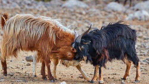 Two goats playfully bump their heads together in a barren environment, sheep (e) or goat (n), ovis,