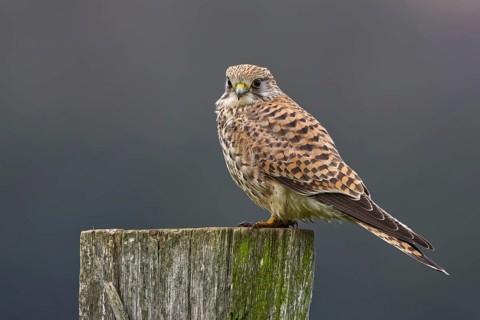 Common Kestrel (Falco tinnunculus) female perched on a post, North Rhine-Westphalia, Germany