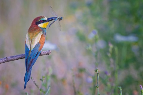 European Bee-eater (Merops apiaster) with captured dragonfly in its beak, Saxony-Anhalt, Germany