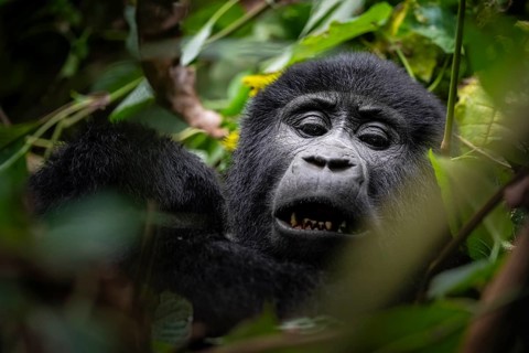 Mountain gorilla (Gorilla berengei berengei), Bwindi Impenetrable National Park, Uganda