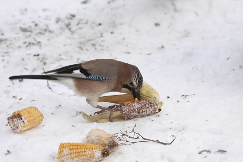 Eurasian Jay (Garrulus glandarius), Lower Saxony, Germany