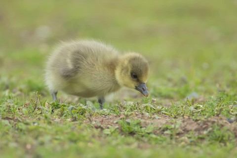 Greylag goose (Anser anser) juvenile baby gosling bird on grassland, England, United Kingdom