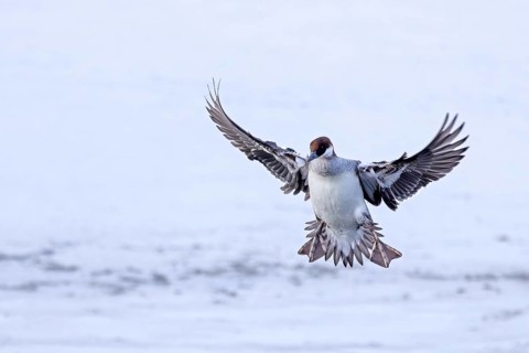 Smew (Mergellus albellus, Mergus albellus) adult female landing with open wings on ice of frozen