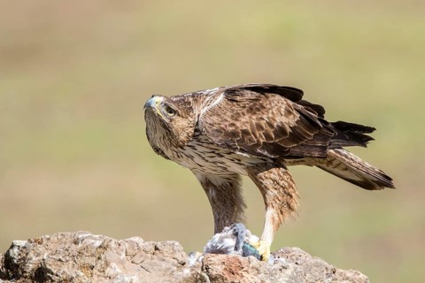 Bonelli's Eagle (Aquila fasciata) male with prey, Andalusia, Spain