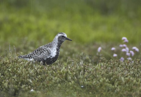 Grey Plover (Pluvialis squatarola) male, Schleswig-Holstein, Germany