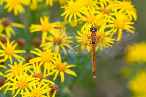 Marsh dragonfly (Sympetrum depressiusculum), Ahlhorn, Lower Saxony, Germany