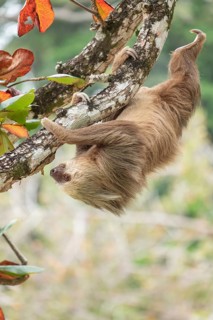 Male two toed sloth (Choloepus didactylus) hanging upside down and climbing on almond tree. Beach,