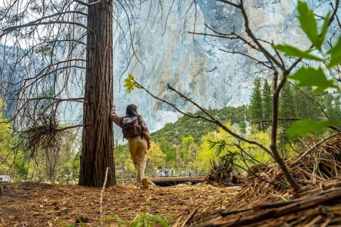 Woman with a backpack leaning on a pine tree trunk, looking towards the massive granite cliff of el