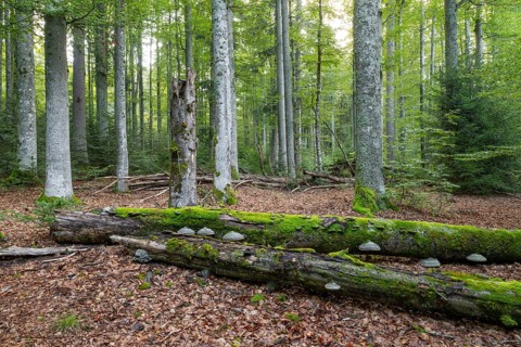Mixed mountain forest with copper beech (Fagus sylvatica) and spruce (Picea abies), lying deadwood