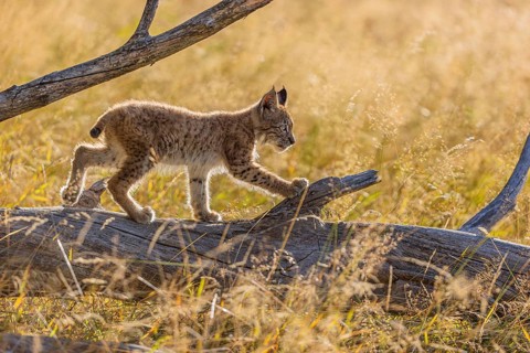 One young (10 weeks old) male Eurasian lynx, (Lynx lynx), walking over a rotten tree. Backlit