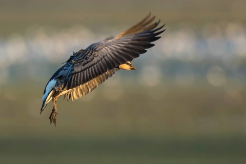 Barnacle Goose (Branta leucopsis) landing, North Rhine-Westphalia, Germany