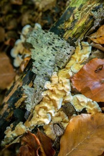 Pedunculated tusk, hydnotrema confluens, hydnum sublamellosum, irpex confluens, gyro-shaped tusk,