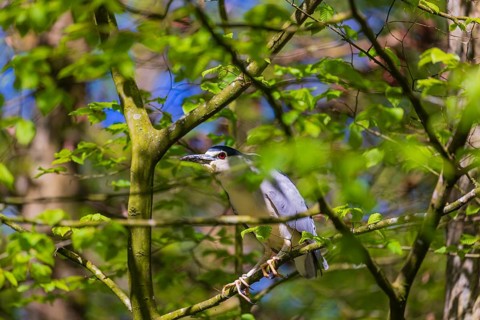 One black-crowned night heron (Nycticorax nycticorax) or black-capped night heron sits in a tree