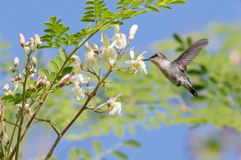 Bee Hummingbird (Mellisuga helenae) feeding at a flower in Cuba