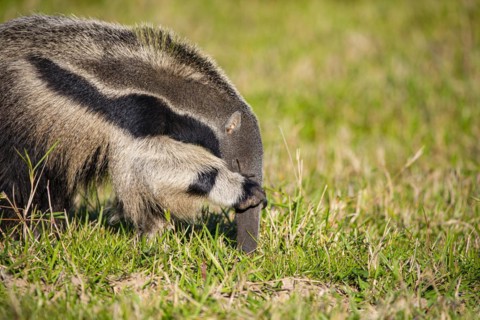 Giant anteater (Myrmecophaga tridactyla) Pantanal Brazil