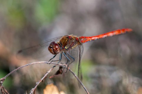 2009, Brandenburg, Common Darter, Germany, large heather, national natural heritage, Grünhaus