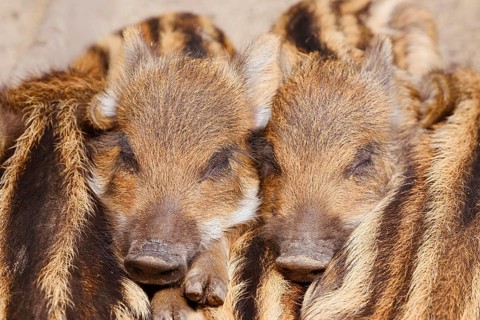 Wild boar (Sus scrofa), piglets huddled close together, North Rhine-Westphalia, Germany