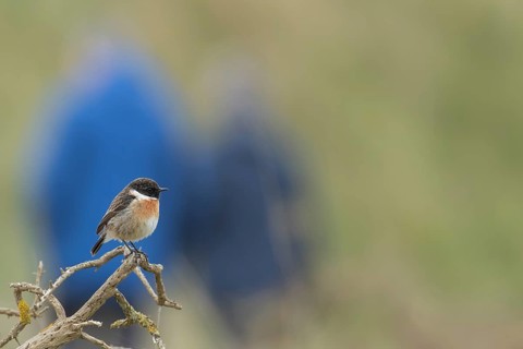 European stonechat (Saxicola rubicola) adult male bird on a Gorse bush plant branch, England,