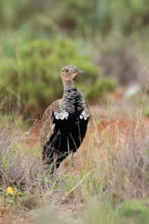 Red-crested Bustard (Lophotis ruficrista), adult, foraging, vigilant, Mokala National Park, South
