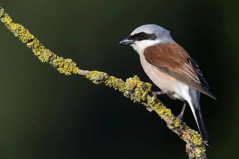 Red-backed shrike (Lanius collurio), animals, birds, shrike family, on a perch, Worms district,