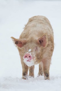 Domestic pig (Sus scrofa domesticus) adult farm animal on a snow covered field in winter, England,