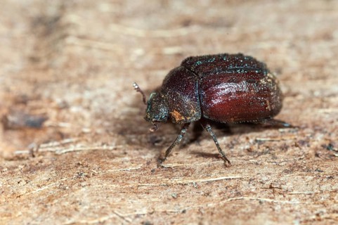 Aesalus scarabaeoides, black-brown short rotter, beetle, coleoptera, insects, beetles