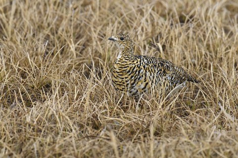 Rock Ptarmigan (Lagopus muta) female, Alaska, USA