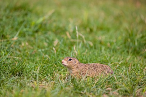 A European ground squirrel (Spermophilus citellus) or European souslik sits in green gras, looking
