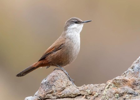 Crag Chilia (Ochetorhynchus melanurus) perched on a rock, Metropolitana, Chile