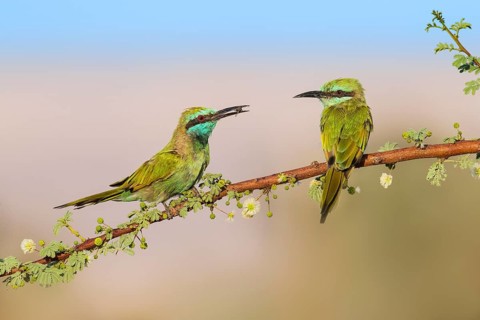 Green Bee-eater (Merops orientalis) pair, Eilat, Israel