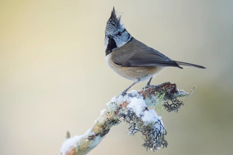 Crested tit (Lophophanes cristatus) adult bird on a snow covered Scots pine branch in winter,