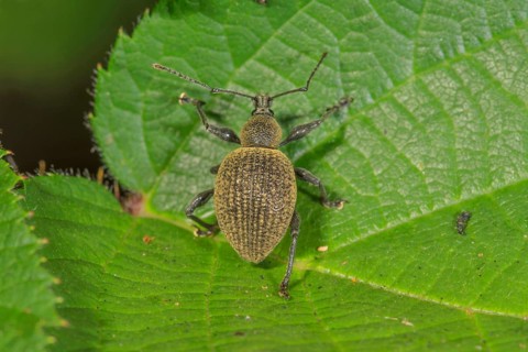 A black vine weevil (Otiorhynchus sulcatus) perched on a green leaf, displaying fine textures and