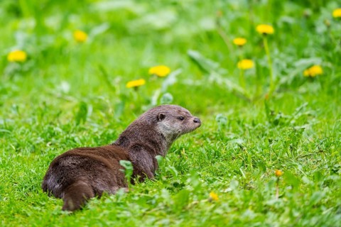 Eurasian otter (Lutra lutra) on a meadow, Bavaria, Germany