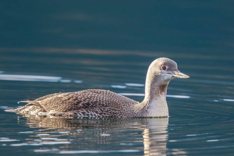 Red-throated Loon (Gavia stellata), Carinthia, Austria