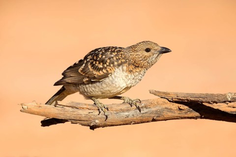 Spotted Bowerbird (Chlamydera maculata) male perched on a branch, Queensland, Australia