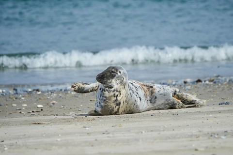 Grey seal (Halichoerus grypus) lying on the beach, Düne, Helgoland, Schleswig-Holstein, Germany